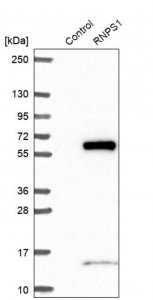 Anti-RNPS1 antibody produced in rabbit 