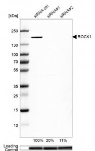 Anti-ROCK1 antibody produced in rabbit 