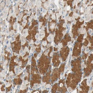 Anti-ROCK2 antibody produced in rabbit 