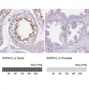 Anti-ROPN1L antibody produced in rabbit 