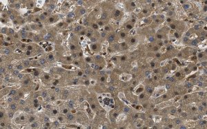 Anti-ROR Antibody, clone 1D13 ZooMAb Rabbit Monoclonal 