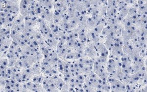 Anti-ROR Antibody, clone 1D13 ZooMAb Rabbit Monoclonal 
