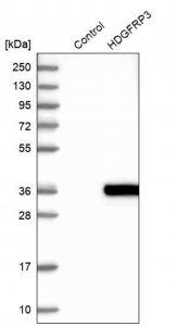 Anti-RP11-382A20.3 antibody produced in rabbit 