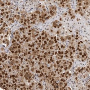 Anti-RPA2 antibody produced in rabbit 