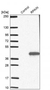 Anti-RPAIN antibody produced in rabbit 