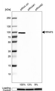 Anti-RPAP3 antibody produced in rabbit 