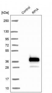 Anti-RPIA antibody produced in rabbit 