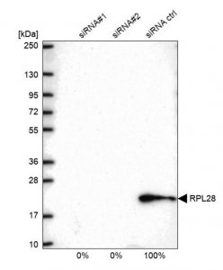 Anti-RPL28 antibody produced in rabbit 
