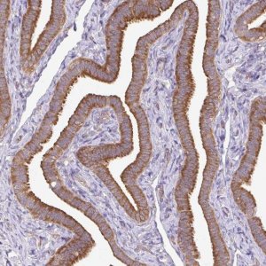 Anti-RPL28 antibody produced in rabbit 