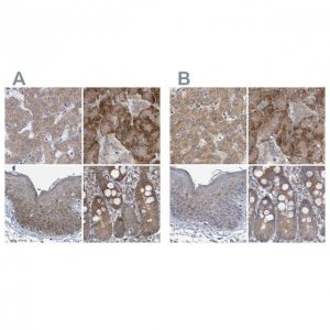 Anti-RPL32 antibody produced in rabbit 