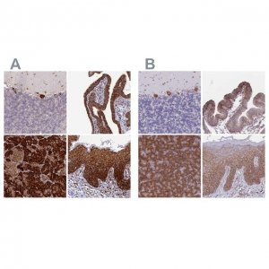 Anti-RPL8 antibody produced in rabbit 