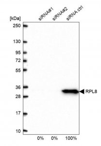 Anti-RPL8 antibody produced in rabbit 