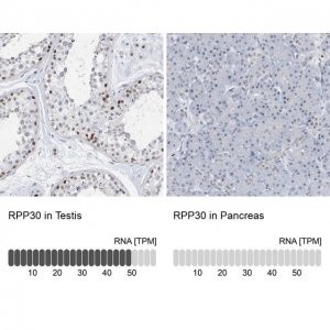 Anti-RPP30 antibody produced in rabbit 