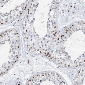 Anti-RPP30 antibody produced in rabbit 