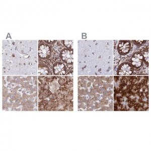 Anti-RPS15 antibody produced in rabbit 