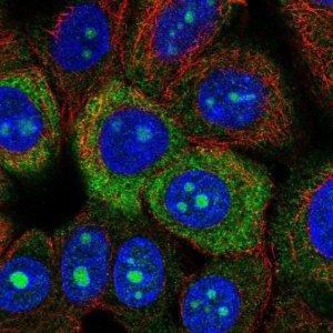 Anti-RPS3A antibody produced in rabbit HPA053454-100UL