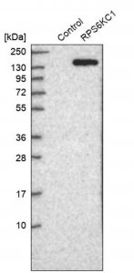 Anti-RPS6KC1 antibody produced in rabbit HPA026531-100UL