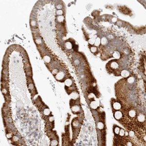Anti-RPS6KC1 antibody produced in rabbit HPA026531-100UL