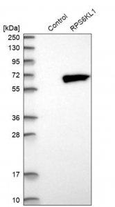 Anti-RPS6KL1 antibody produced in rabbit 