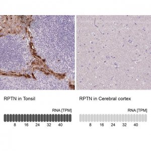 Anti-RPTN antibody produced in rabbit 