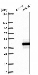 Anti-RPUSD1 antibody produced in rabbit 