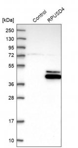 Anti-RPUSD4 antibody produced in rabbit 