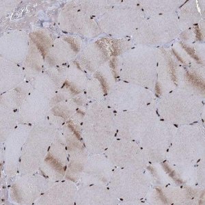 Anti-RPUSD4 antibody produced in rabbit 