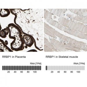 Anti-RRBP1 antibody produced in rabbit 