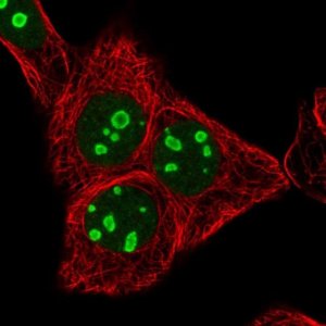 Anti-RRN3 antibody produced in rabbit 