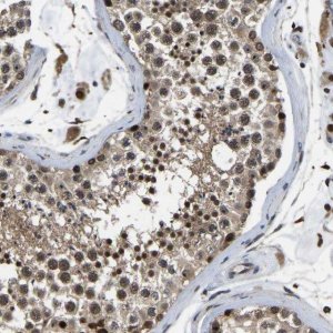 Anti-RRP1B antibody produced in rabbit 