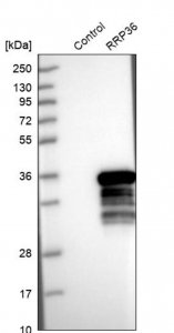 Anti-RRP36 antibody produced in rabbit 