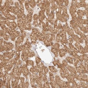 Anti-RSG1 antibody produced in rabbit 