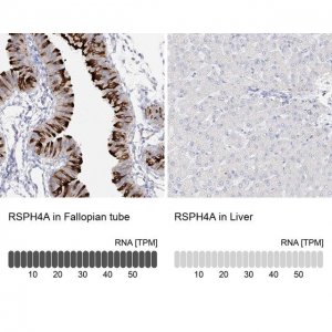 Anti-RSPH4A antibody produced in rabbit 