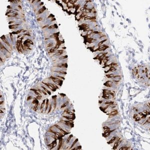 Anti-RSPH4A antibody produced in rabbit 