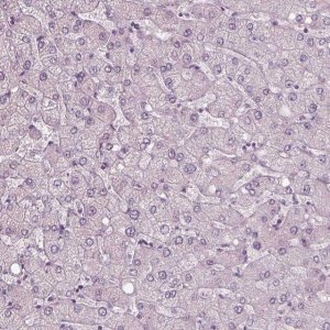 Anti-RSPH9 antibody produced in rabbit 