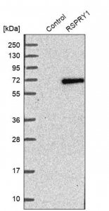 Anti-RSPRY1 antibody produced in rabbit 