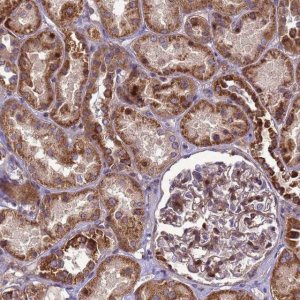 Anti-RSPRY1 antibody produced in rabbit 