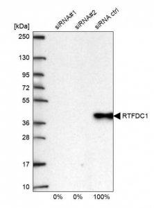 Anti-RTFDC1 antibody produced in rabbit HPA053986-100UL