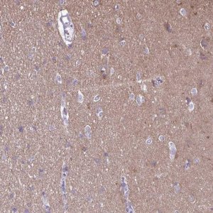 Anti-RTN1 antibody produced in rabbit 