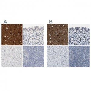 Anti-RTN3 antibody produced in rabbit 