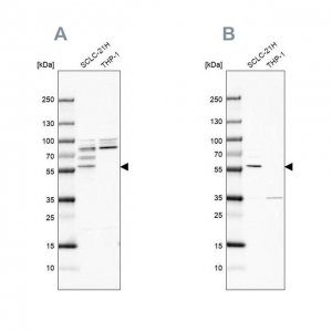 Anti-RUFY3 antibody produced in rabbit 