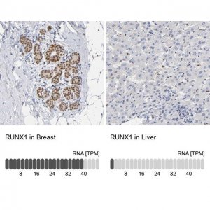 Anti-RUNX1 antibody produced in rabbit 