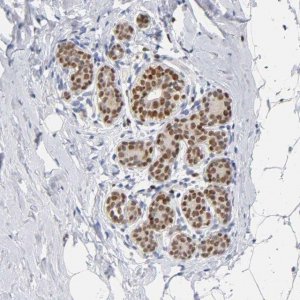 Anti-RUNX1 antibody produced in rabbit 