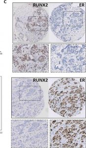 Anti-RUNX2 antibody produced in rabbit 