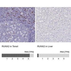 Anti-RUNX2 antibody produced in rabbit 