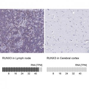 Anti-RUNX3 antibody produced in rabbit 