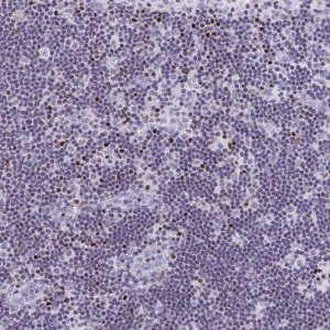 Anti-RUNX3 antibody produced in rabbit 