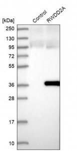 Anti-RWDD2A antibody produced in rabbit 