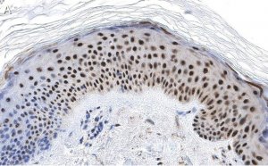 Anti-RXR-alpha Antibody, clone 2I8 ZooMAb Rabbit Monoclonal 