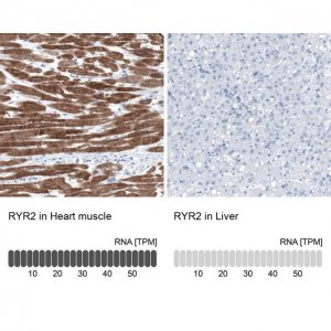 Anti-RYR2 antibody produced in rabbit 